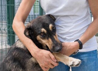 MPPE obtém decisão judicial e cobra política pública para animais abandonados em Petrolina