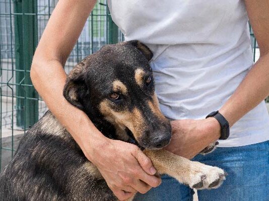 MPPE obtém decisão judicial e cobra política pública para animais abandonados em Petrolina