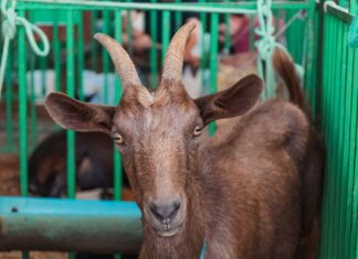 ExpoRajada terá estrutura ampliada e Leilão de Animais pela primeira vez