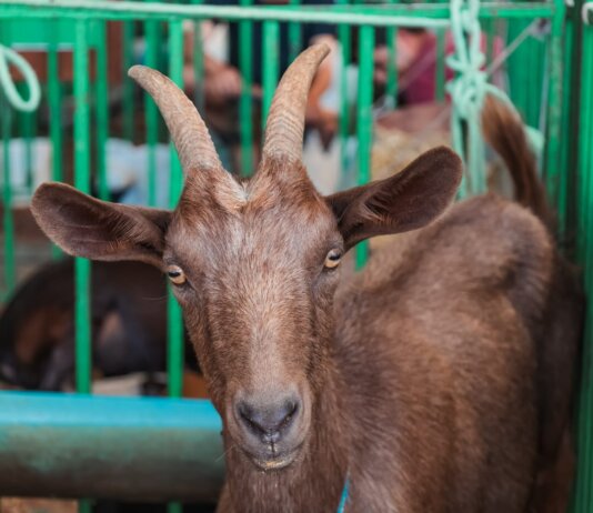 ExpoRajada terá estrutura ampliada e Leilão de Animais pela primeira vez