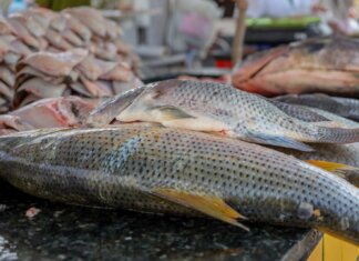 Vigilância Sanitária de Petrolina reforça orientações sobre compra de pescado na Semana Santa