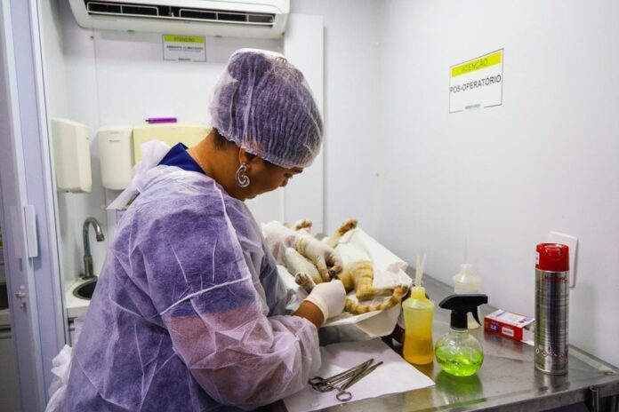 castração Petrolina veterinários